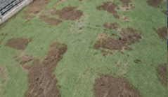 目砂打ち（覆土砂）