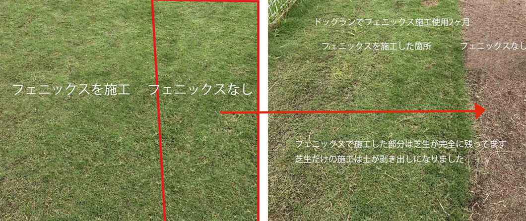 ドッグランでの使用2ヶ月の比較。左がフェニックス施工箇所、右がフェニックスなしの土剥き出し箇所