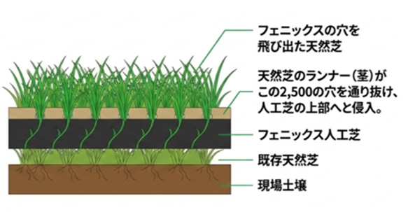 断面図：天然芝のランナーが人工芝の穴を通り抜けて上部へ侵入する仕組み