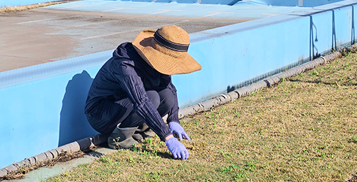 就労支援施設での芝生の苗づくりの様子